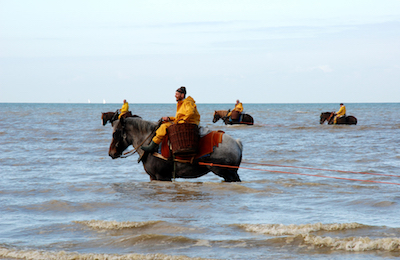 Shrimp fishing on horseback