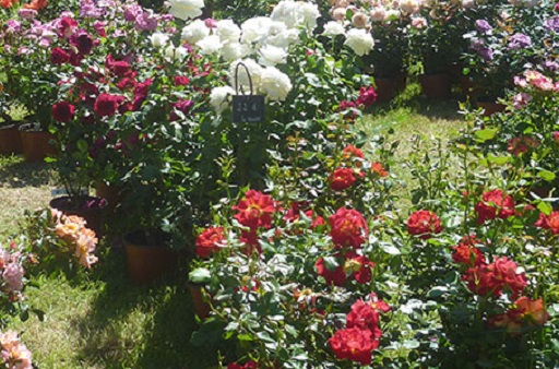 banniere_rose_fete