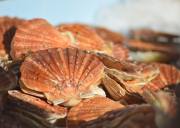 【 10月18日已满团！】Ouistreham（乌伊斯特勒）大型扇贝节一日游，诺曼底登陆的五大海滩之一